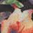Tropical Bloom color swatch